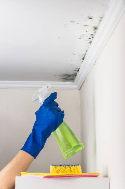 Professional Mold Removal in Sulphur, LA